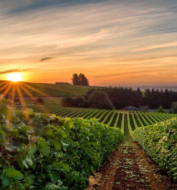 Grower Stories Meet Our Growers The Wine Society