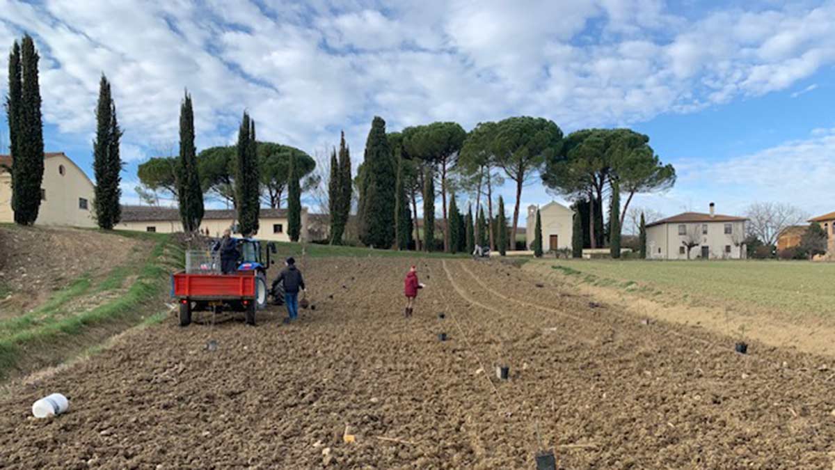 Scacciadiavoli in Umbria are using funding from our Climate & Nature Programme to reinstate the ancient practice of ‘married vines’ in their vineyards