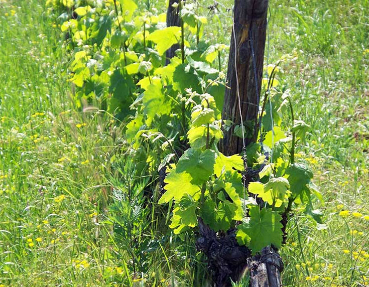 Young vines in Naoussa, where the xinomavro grape is widely planted