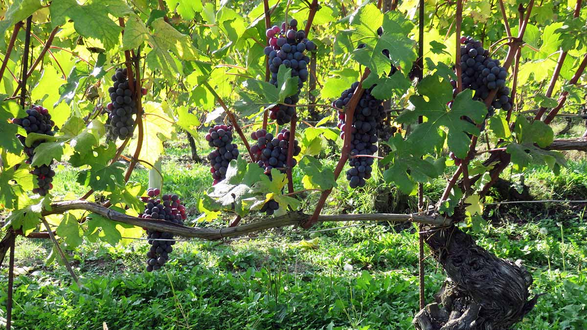 Nebbiolo grapes ready to harvested at Ciabot Berton