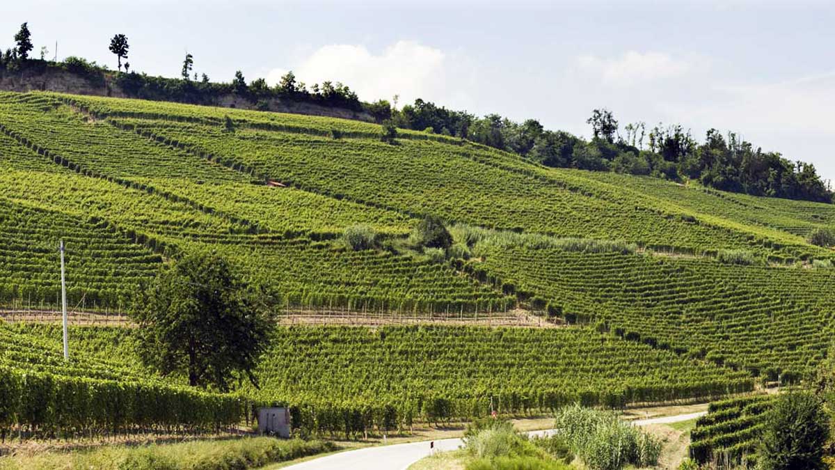 the patchwork plots of Barolo vines