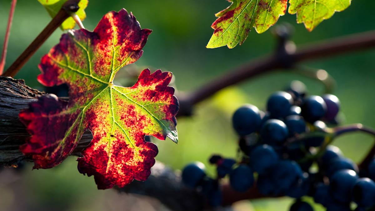 Tannat grapes