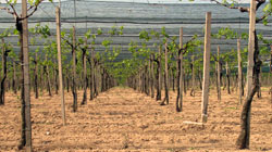 Pergola-trained vines in Macedonia.