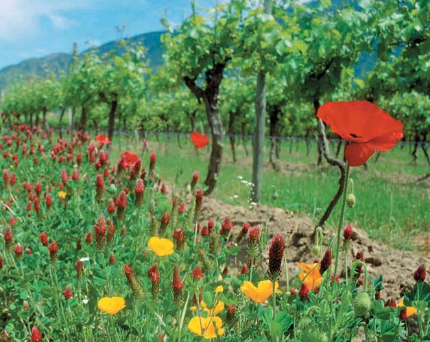 Wild flowers grown as cover crops in Chilean vineyard