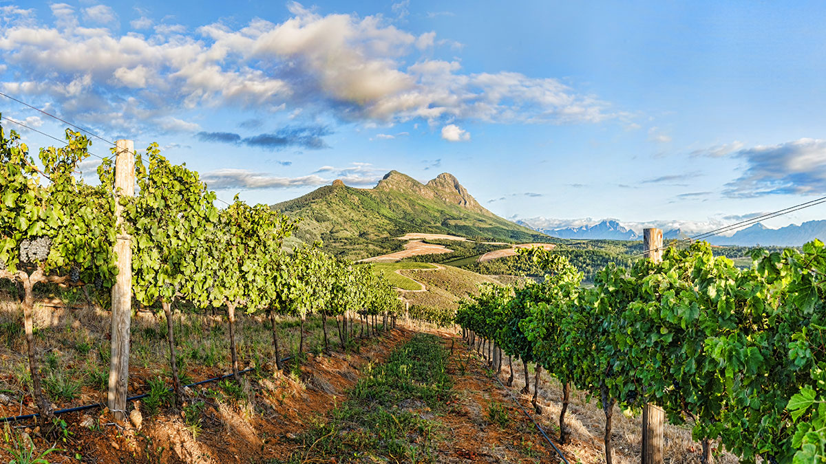 Pinotage: Fence Or Marmite Wine?