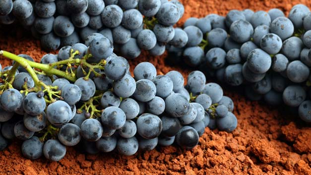 Coonawarra Red Soil