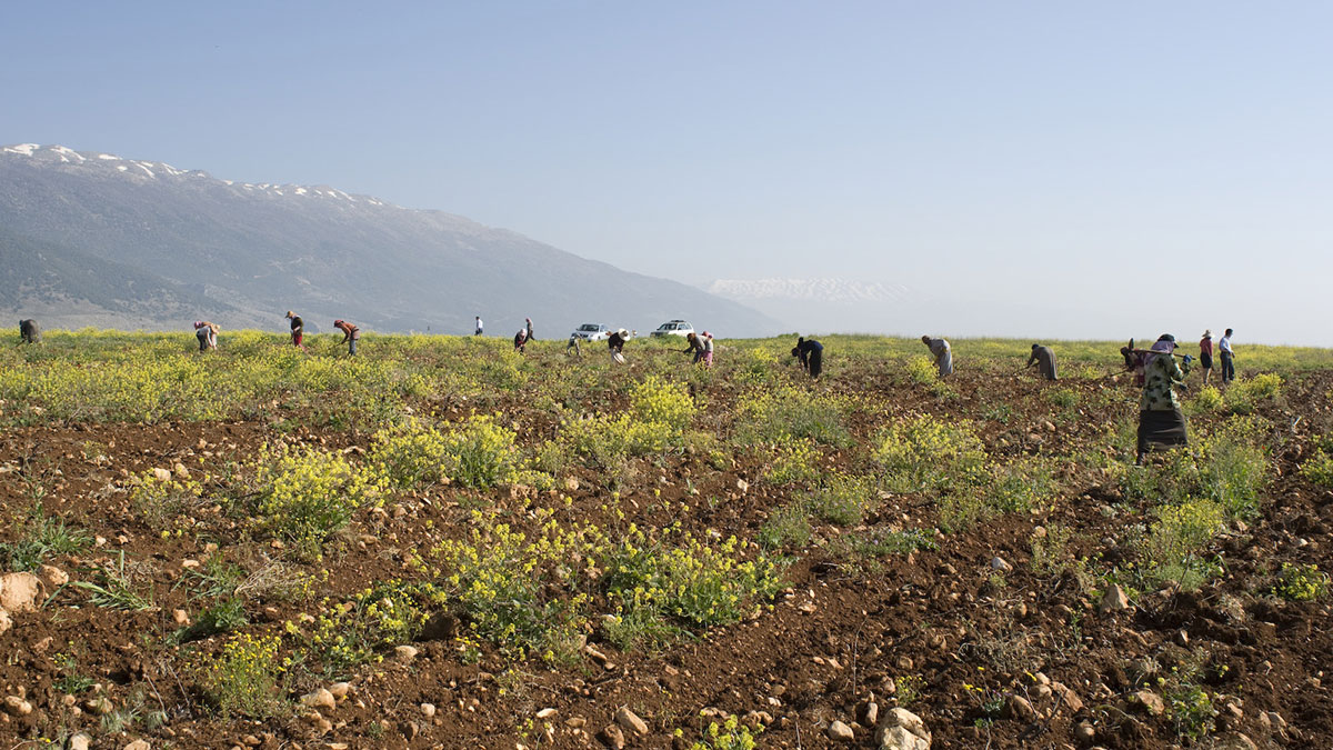 Harvesting in the Bekaa Valley.