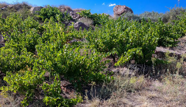 Abandoned vines in Armenia, rambling all over the place