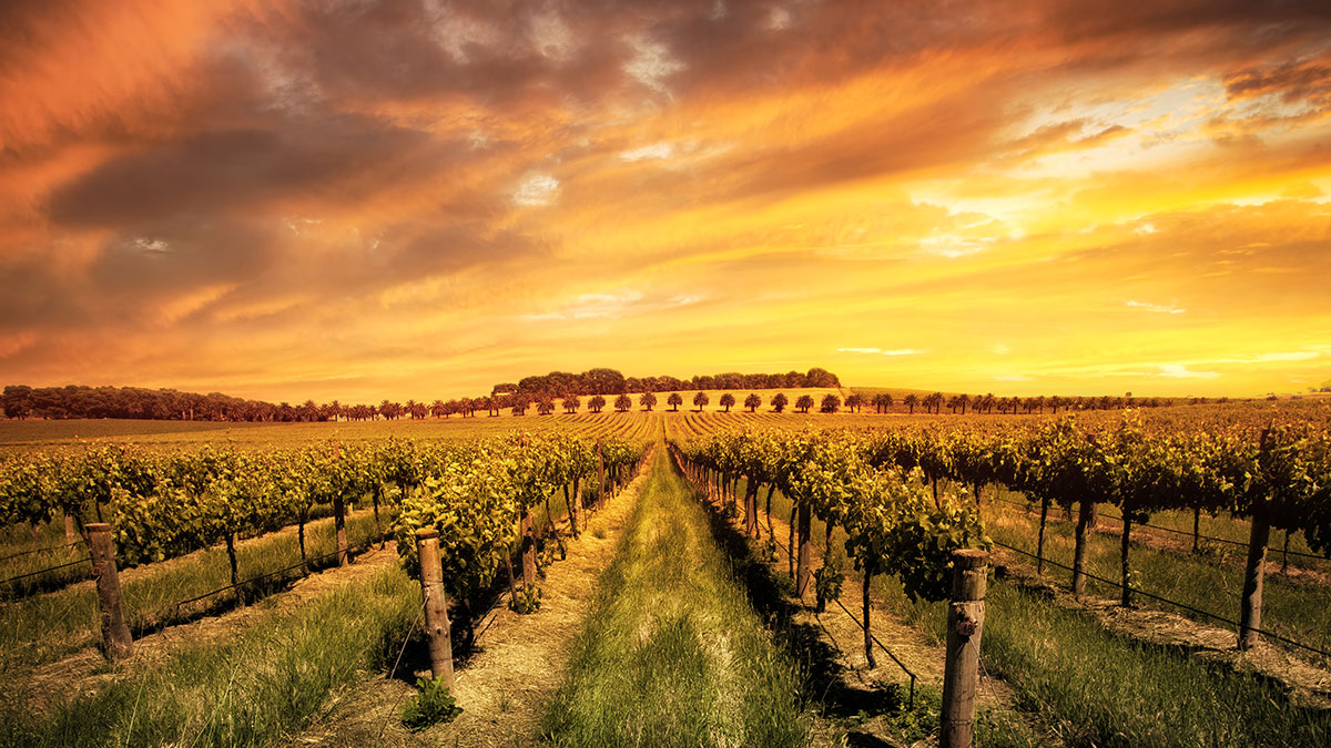 Sunset over a vineyard in the Barossa Valley