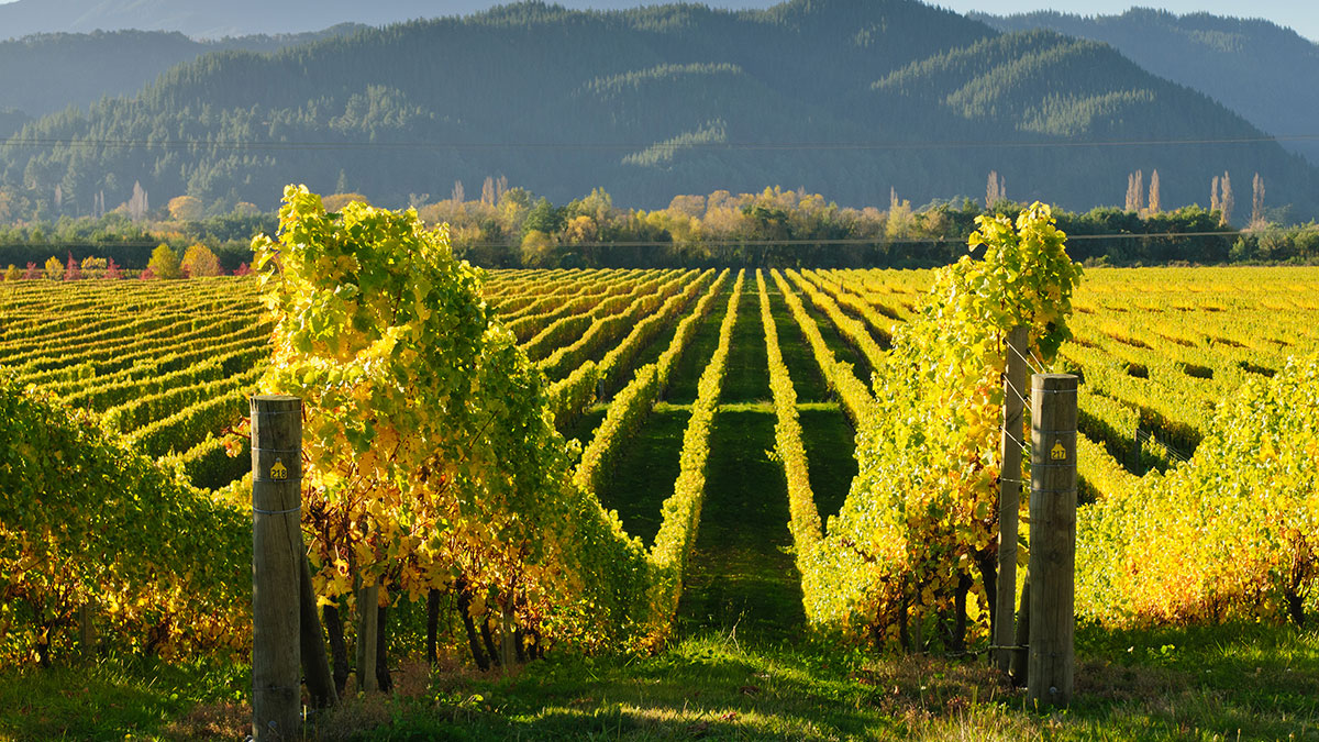 Vineyards in Marlborough, New Zealand