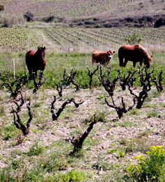 Old bush vines, Dom Gauby, in the Roussillon.