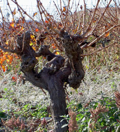 Old bush-trained vine in Cyprus showing why it gets the name 'Gobelet'