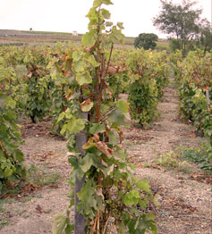 Bush vines tied to a stake in Hungary.