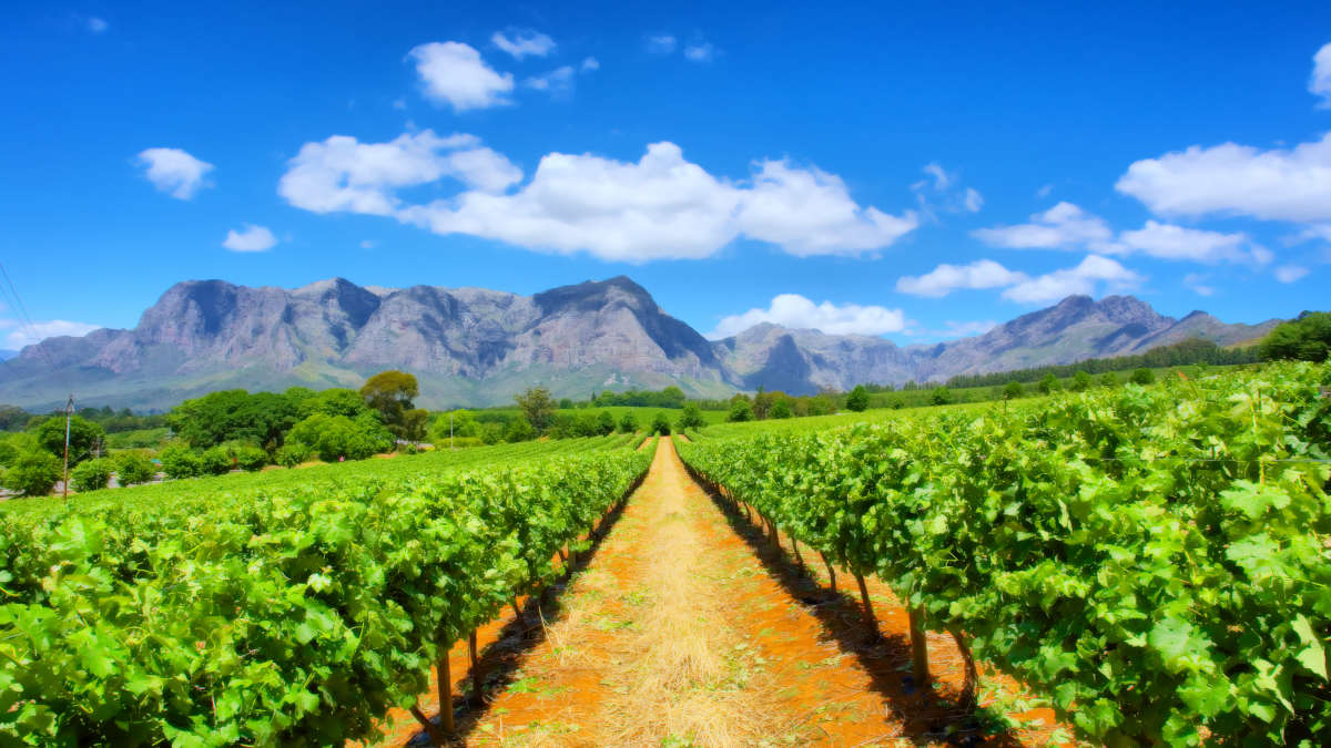 South Africa: Make 2020 the year to explore the Cape says Jo Locke MW