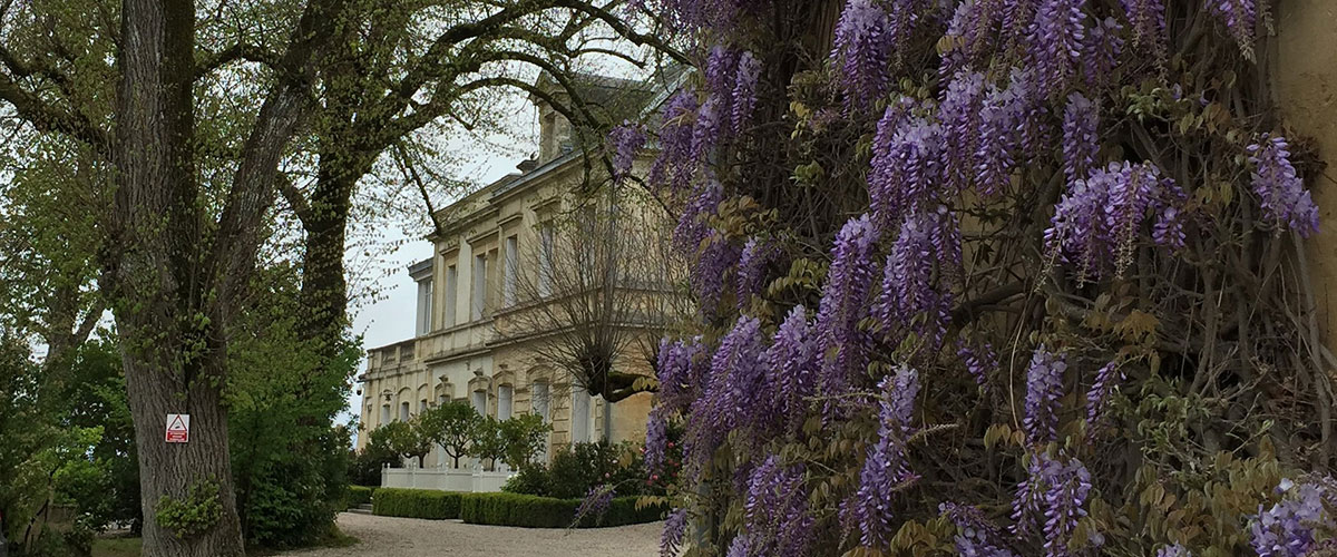 Wonderful wisteria at Saint-Emilon's Château Ausone