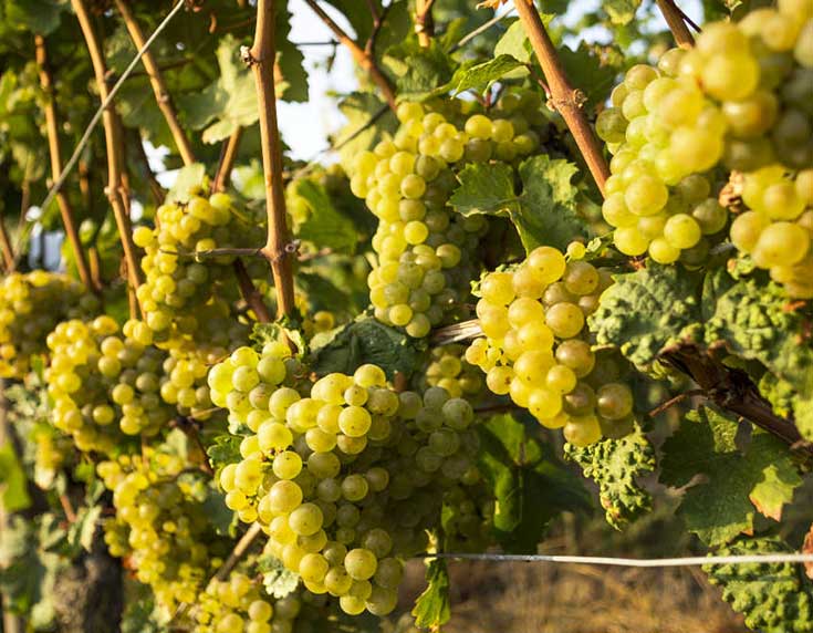 German whites