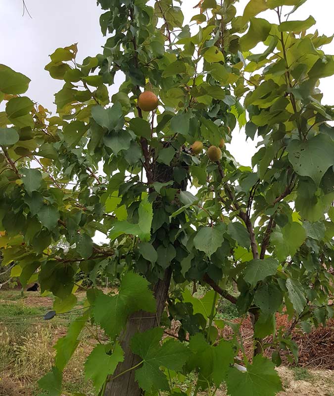 Apricot trees among the vines at San Polino
