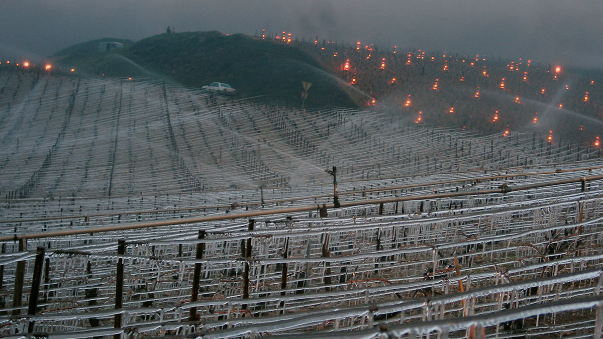 Chablis frost