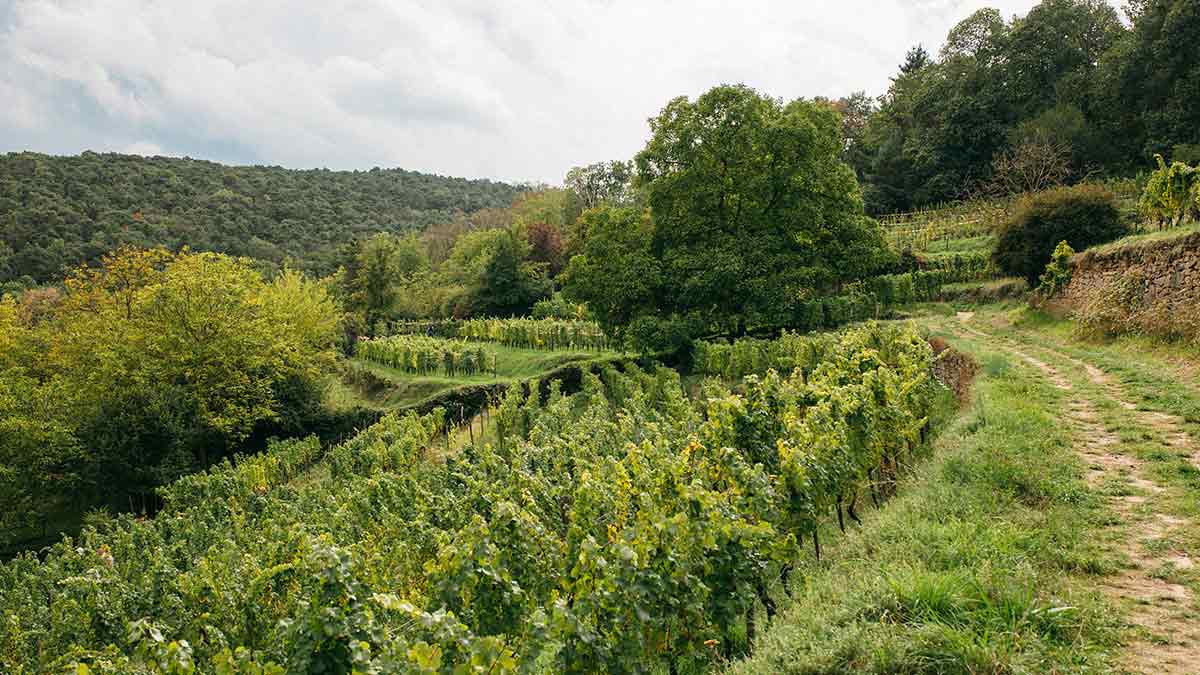 The Eymanns have been following biodynamic principles for more than 15 years