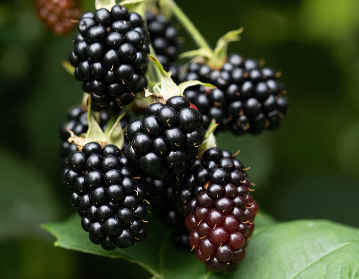 Blackberries