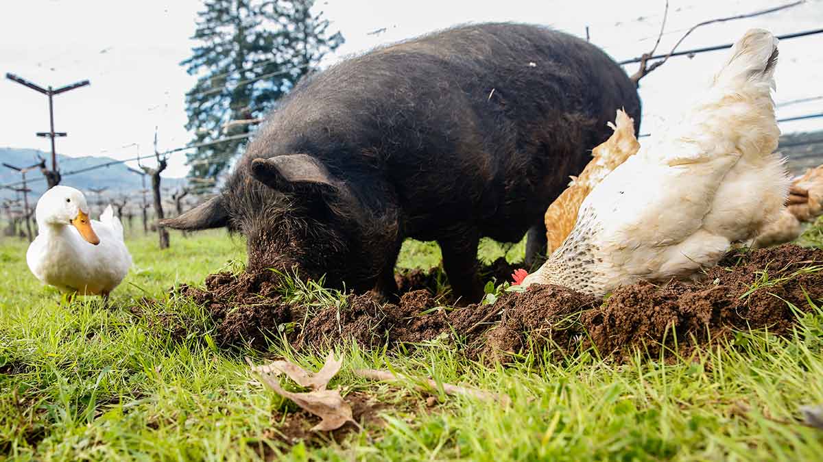 Rooting animals