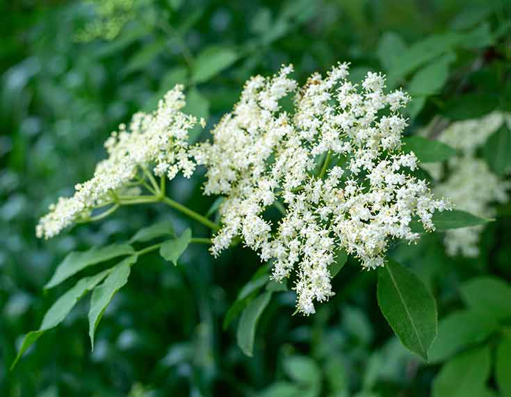 Elderflowers  