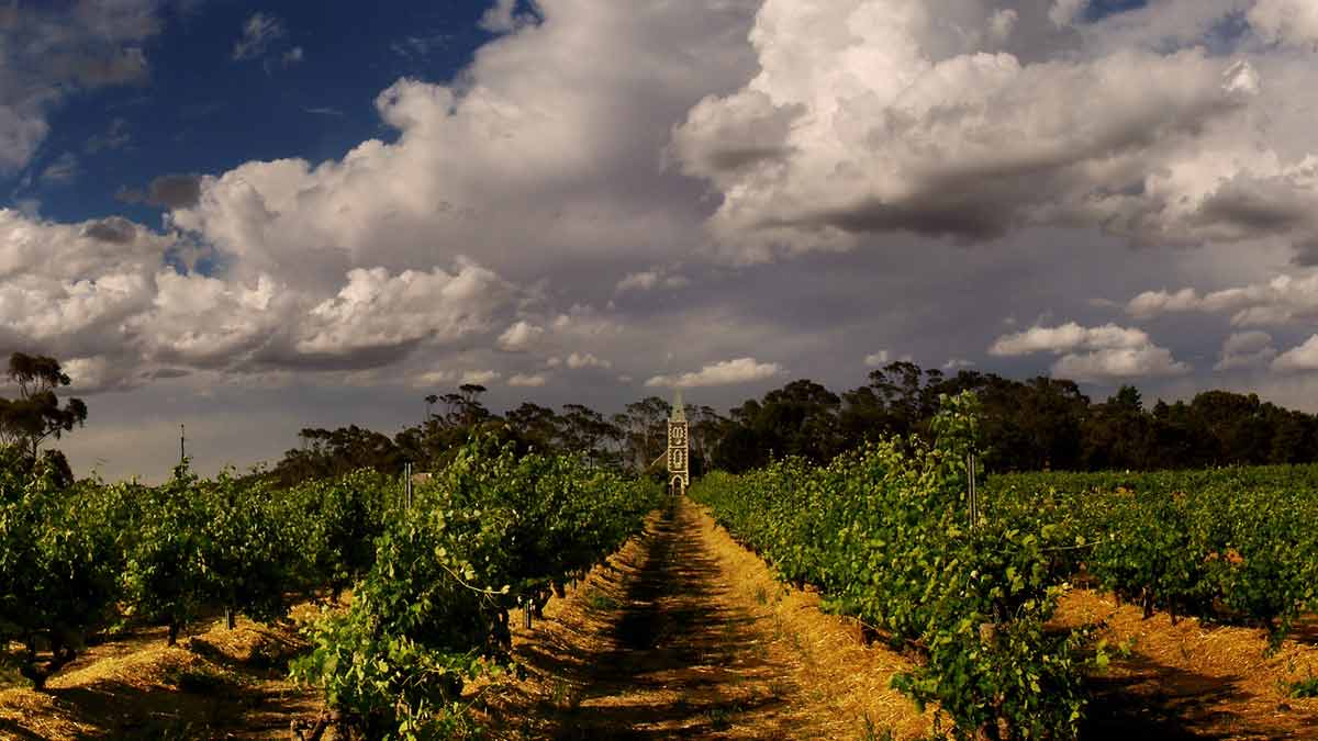 The famous Henschke Hill of Grace vineyard in the Barossa, home to some of the world’s oldest shiraz vines