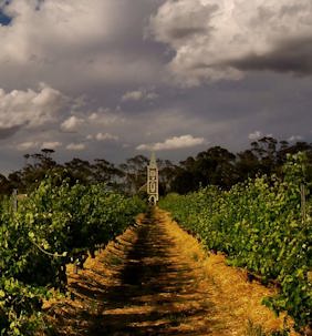 The famous Henschke Hill of Grace vineyard in the Barossa, home to some of the world’s oldest shiraz vines