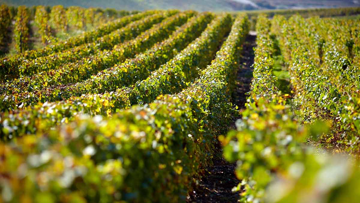 Champagne’s vineyards require around 120,000 grape pickers during harvest