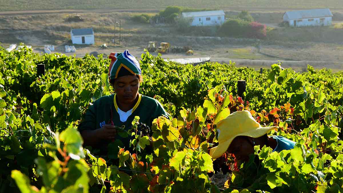 Workers at Radford Dale in South Africa where exemplary measures are in place, including a project that funds all the educational costs of its employees’ children
