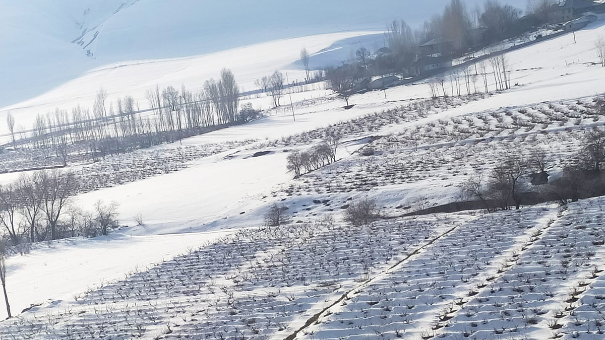 Baran-trained Erciş karası vines in winter