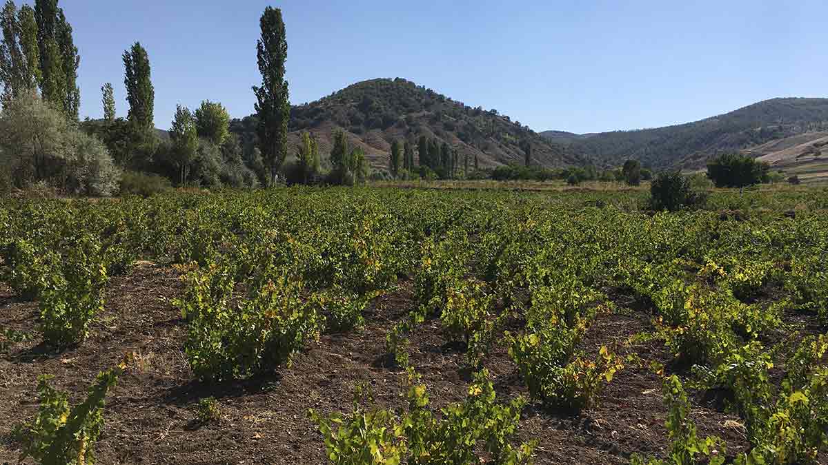 Old ungrafted Sungurlu vineyard at Ayağıbüyük