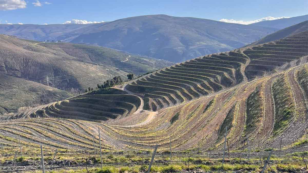 CVNE ‘s new A Malosa vineyard at Virgen de Galir in Valdeorras