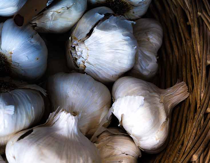 Garlic