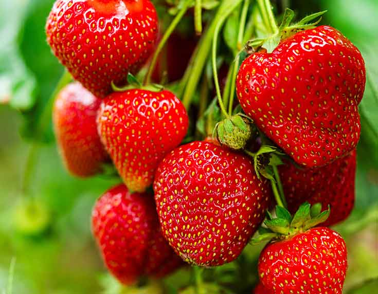Strawberries