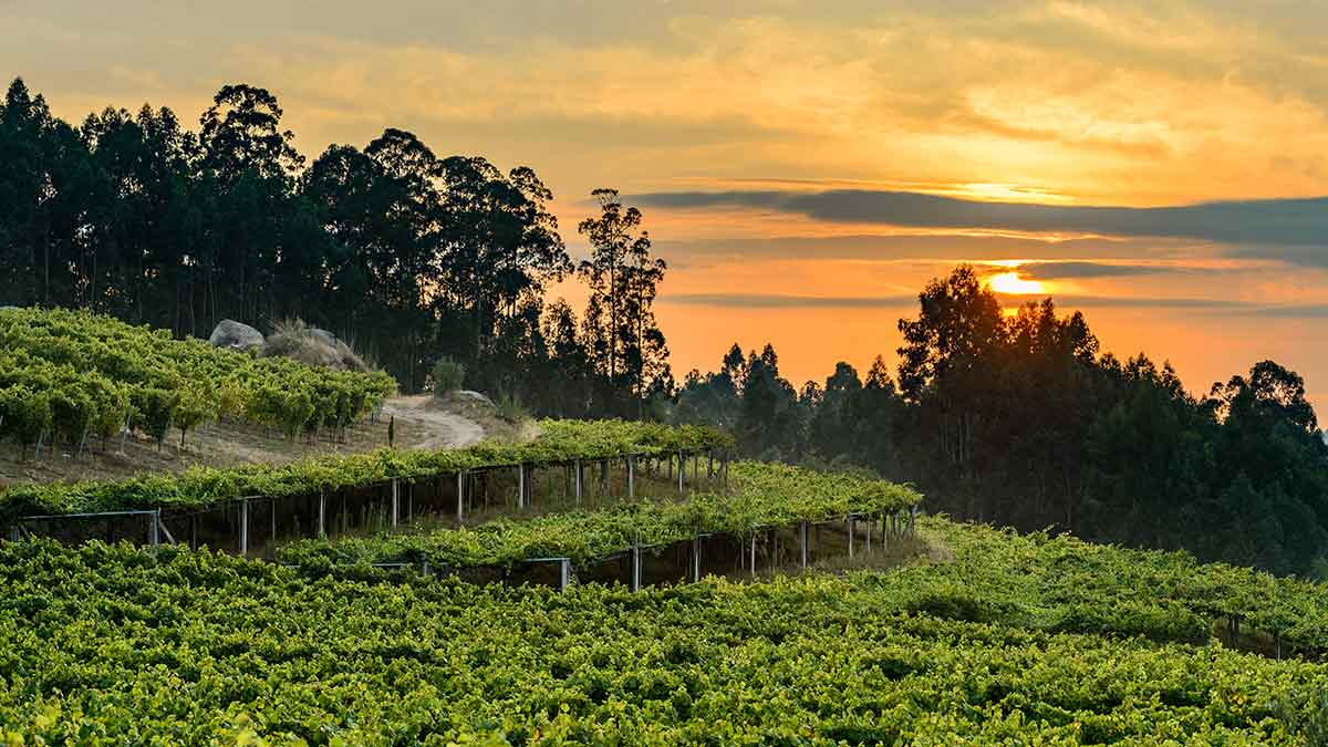 The lush green vineyards of Pazo de Señorans, home of The Society’s Exhibition Albariño.