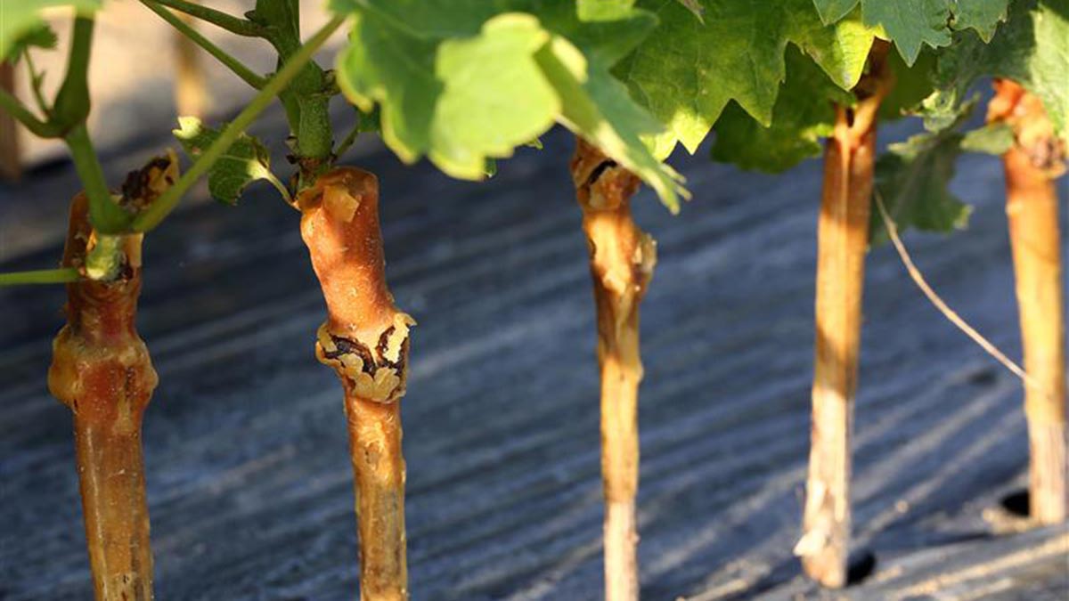 Post phylloxera (the louse that devasted vineyards in the 19th century), most of the world’s vines are grafted onto more resistant American rootstocks