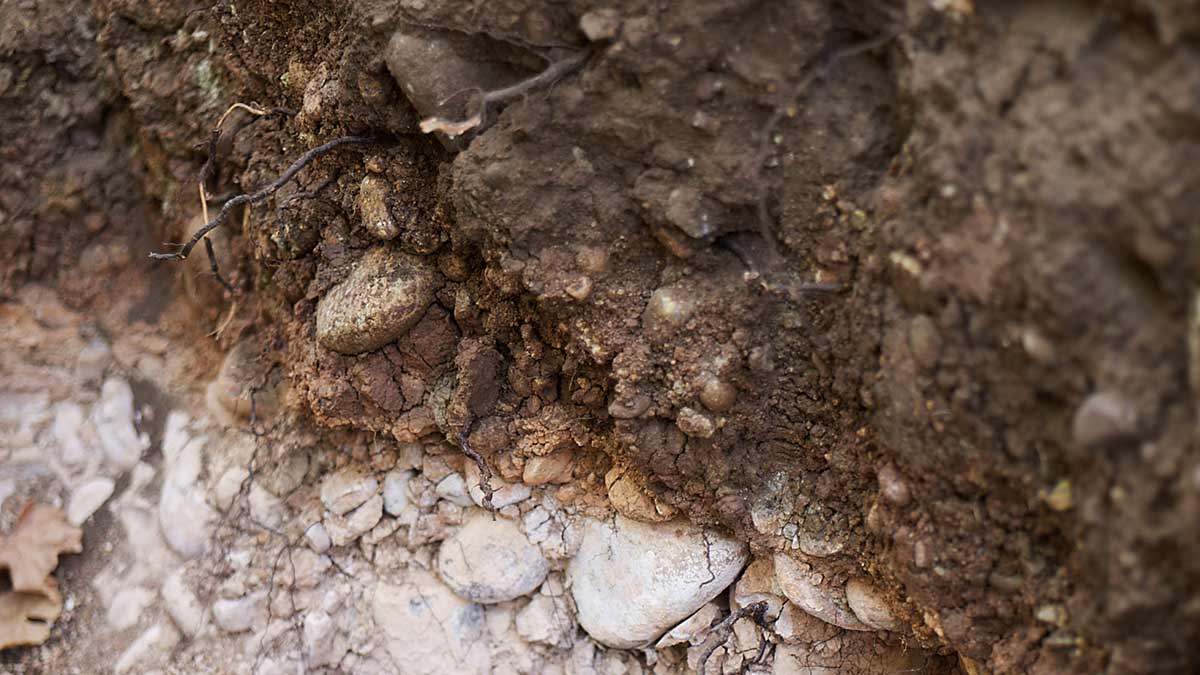 Vine roots break through the topsoil into the rocks below at Viña Tabalí in Chile’s cool Limarí region