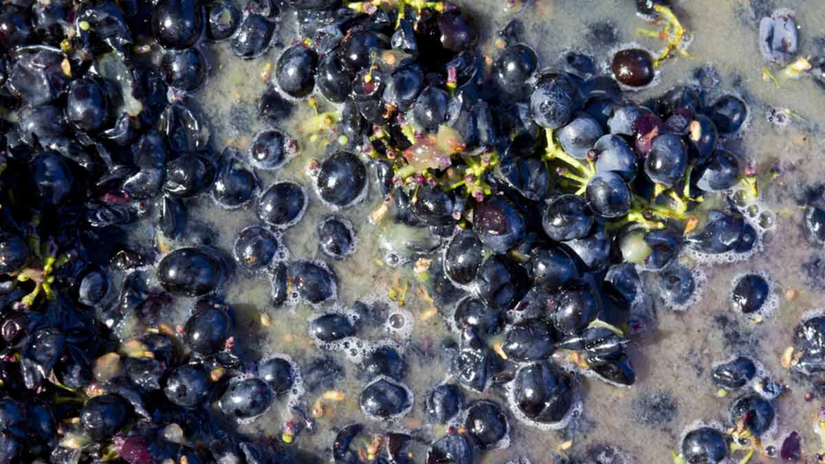 Winemakers have a choice when it comes to yeast. Do they use only natural yeasts or will they choose to use added yeast, and if so, which one?