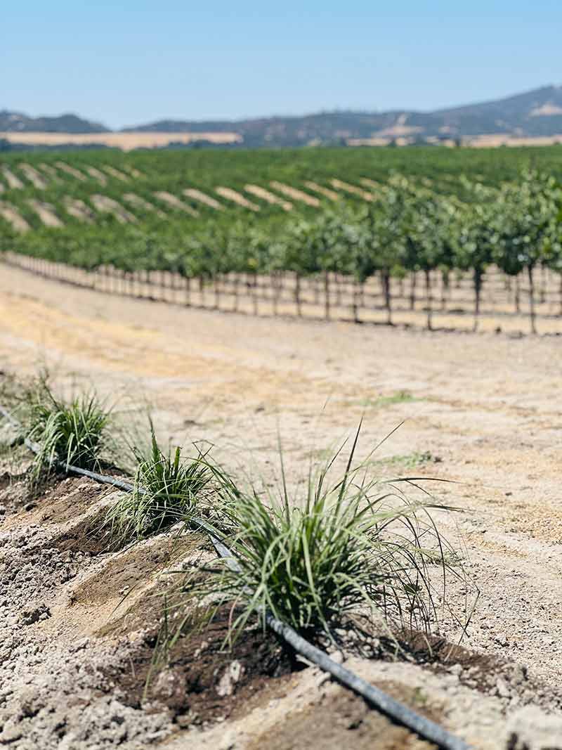 Irrigation