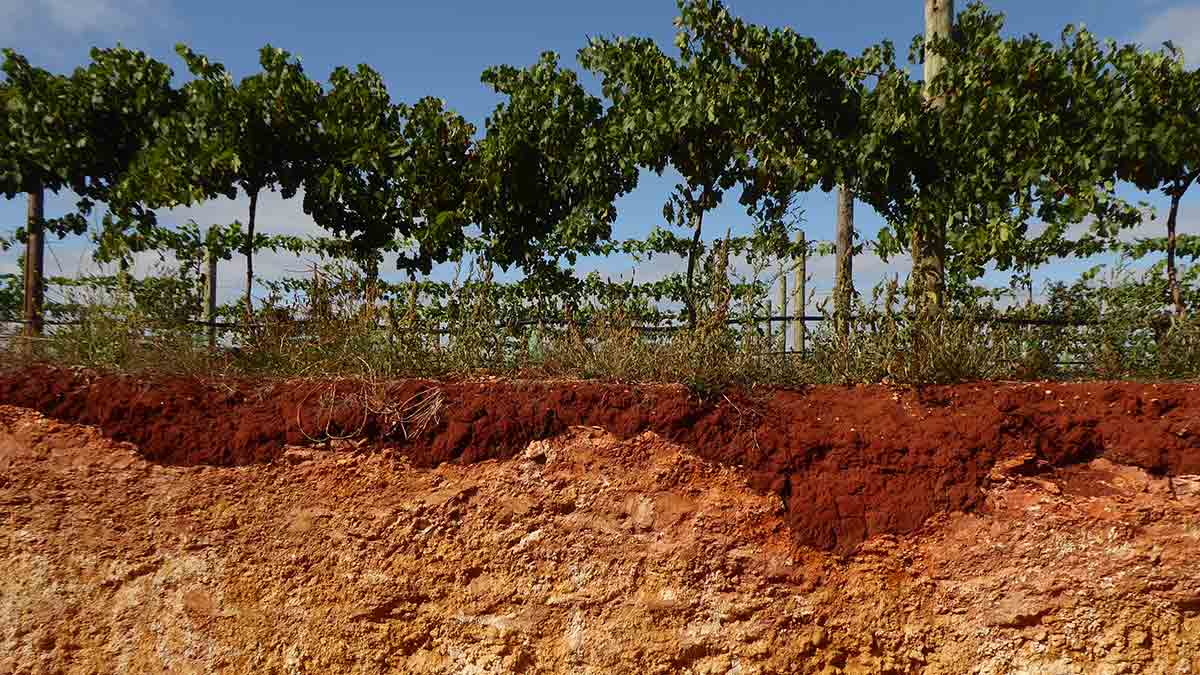 Trench in Coonawarra, South Australia showing the famous terra rossa soil