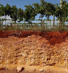Trench in Coonawarra, South Australia showing the famous terra rossa soil
