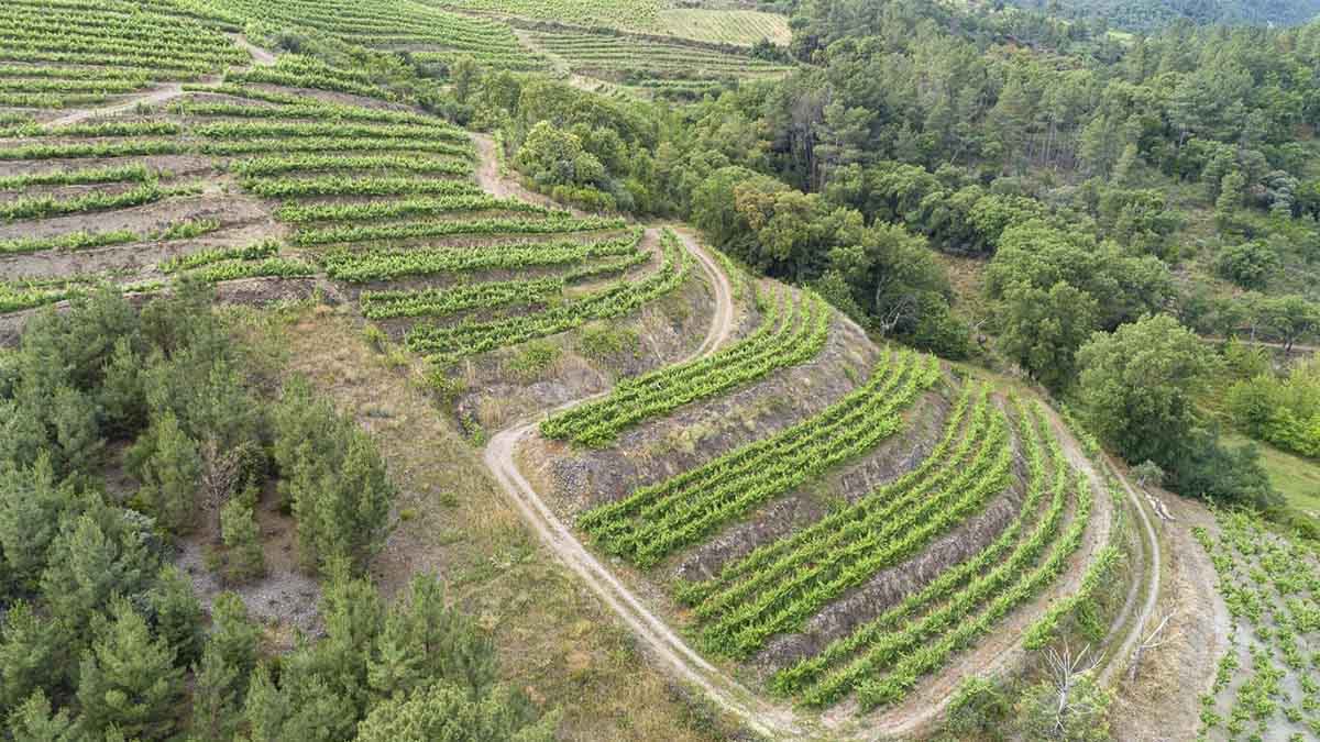 Virgen de Galir’s high-altitude slate-soil vineyards along the Sil River