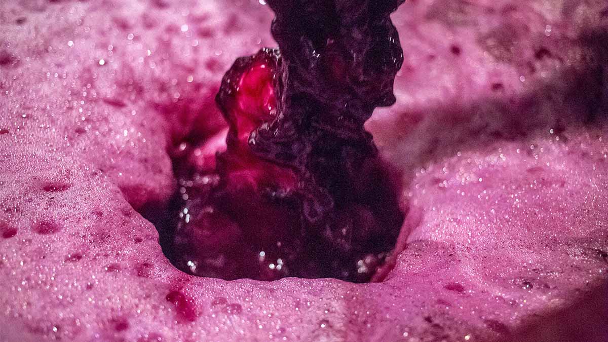 Fermenting grapes at GD Vajra, Piedmont, Italy