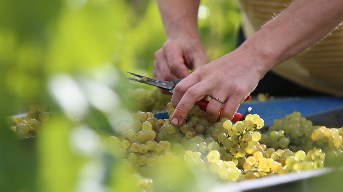 Checking the grapes at Neudorf, home to the Finn family in New Zealand’s South Island