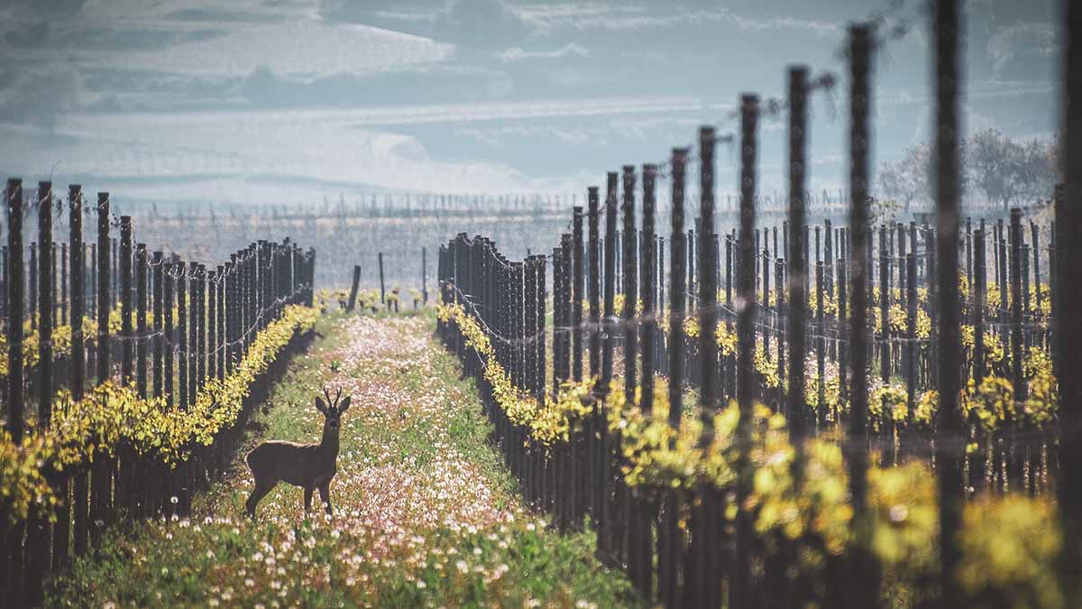 Wine certification schemes and what they mean