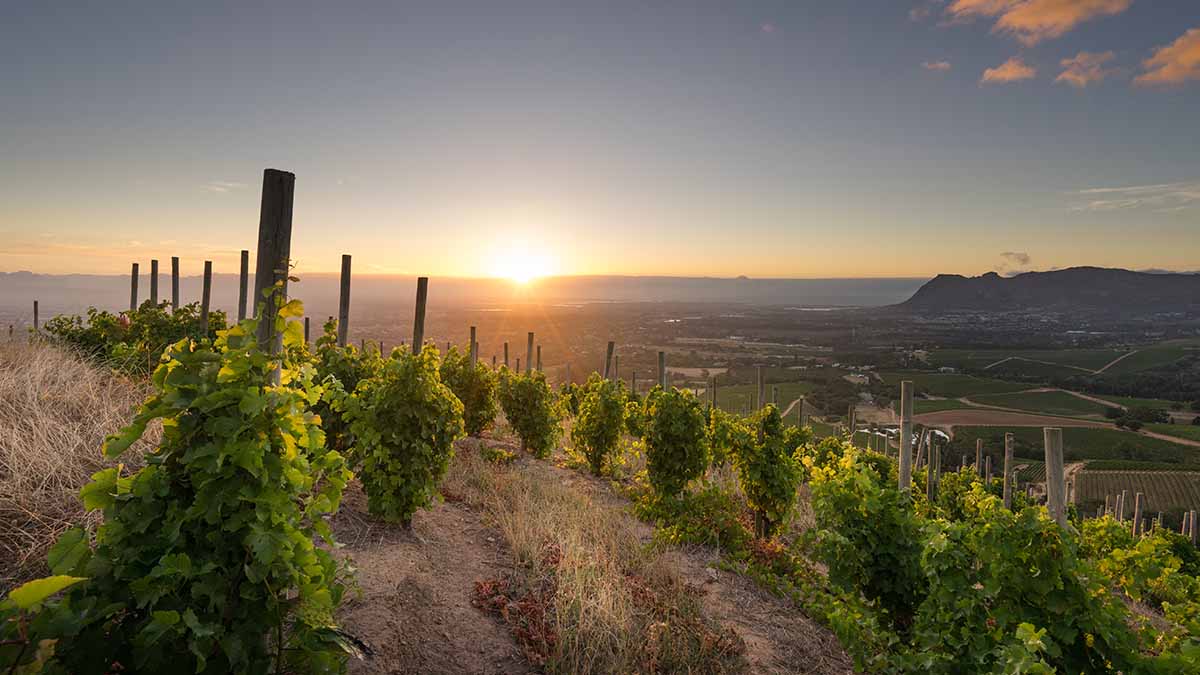 The beautiful Klein Constantia vineyards in the Cape ©Klein Constantia