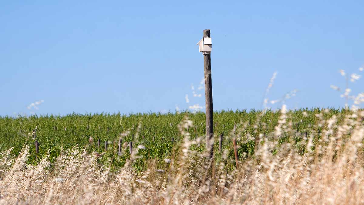 Home for bats in Herdade do Esporão’s vineyards, Portugal