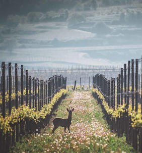 Wine certification schemes and what they mean