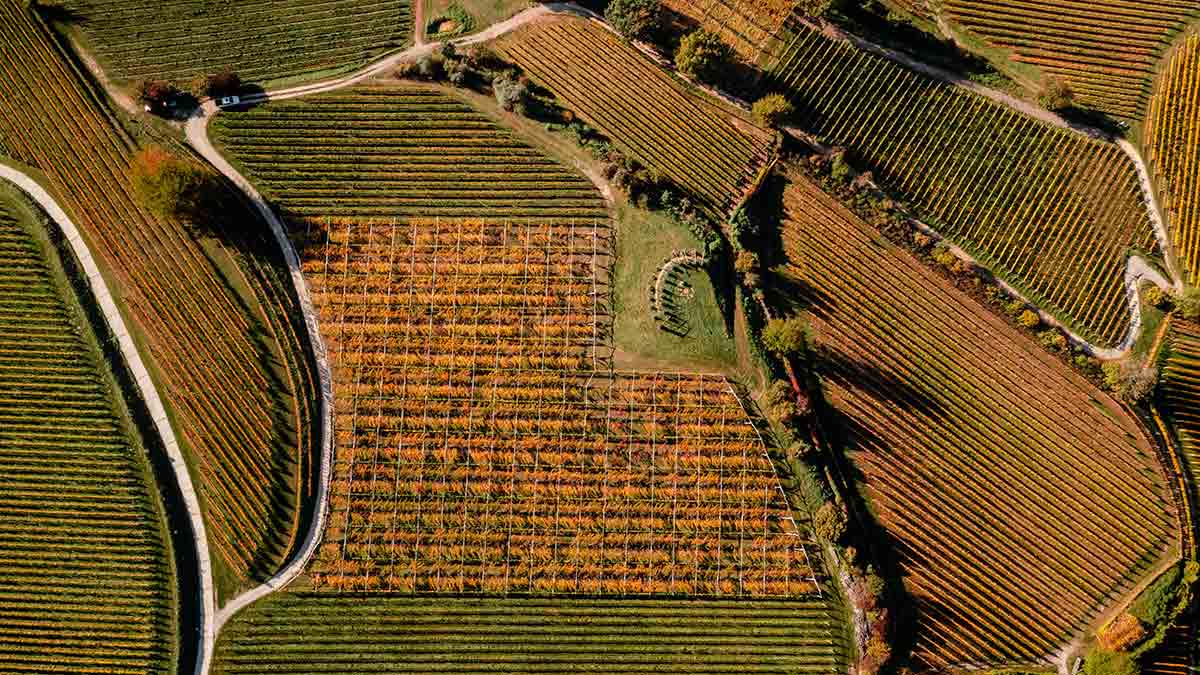 A bird’s eye view of Hofstätter’s vineyards in Alto Adige. Credit: Mattia Mionetto